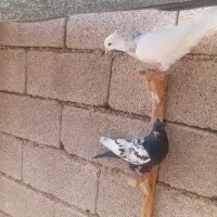 فروش کبوتر|پرنده|برازجان, |دیوار