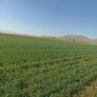 نیازمند چوپان