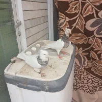 کبوتر|پرنده|شهرضا, |دیوار