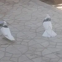 جوانه طوقی نر زرین پرخال بدون پر غلط شش دانگ