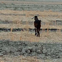 بز در رامشیر