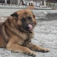 واگذاری سگ ژرمن نر نگهبان فوق العاده|سگ|نوشهر, |دیوار