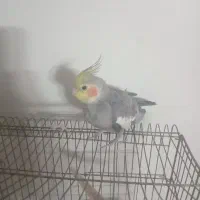 فروش عروس هلندی|پرنده|قدس, شهر‌قدس|دیوار