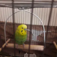 مرغ‌عشق‌ نر‌‌ بالغ|پرنده|فردیس, ثابتی|دیوار