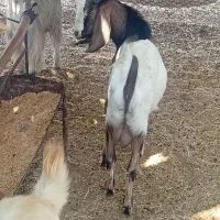 ۴ عدد تره نر درجه یک پاکستانی چاق است|حیوانات مزرعه|کاکی, |دیوار