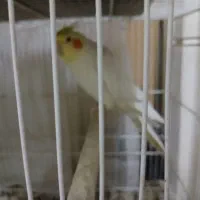 عروس هلندی