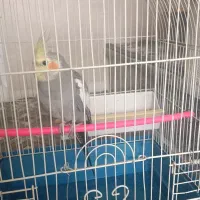 عروس لوپ قرمز|پرنده|قم, ولیعصر|دیوار