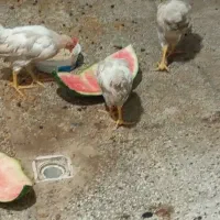 فروش جوجه