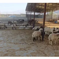 بره، میش، بز، شتر و گوسفند فروشی