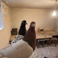 یک جفت سینه مشکی و سینه سرخ|پرنده|طرقبه, |دیوار