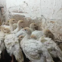 جوجه بقلمون بیوتی۶زرین جوجه در شهر فاضل آباد|حیوانات مزرعه|گرگان, |دیوار
