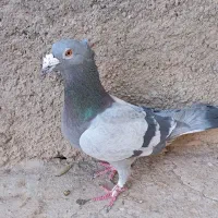 کاغذی و ابلغ|پرنده|سبزوار, ابارش|دیوار