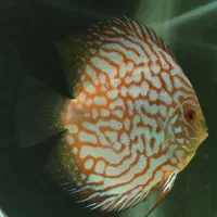 دیسکس با تنوع نژاد و رنگ