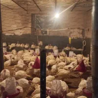 بوقلمون زنده گوشتی