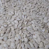 تخمه کدو|حراج|همدان, |دیوار