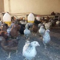 جوجه مرغ رسمی گلپایگانی 3 ماهه