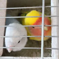 کوتوله برزیلی|پرنده|شیراز, داریون|دیوار