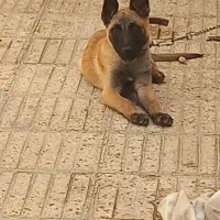 گمشده|سگ|مرودشت, فرهنگ|دیوار