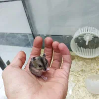بچه همستر کمپل|موش و خرگوش|ساوه, |دیوار