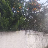 پرتقال تامسون فروشی