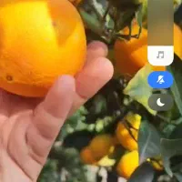 پرتقال تامسون چیده شده|گل و گیاه طبیعی|تهران, شهمیرزادی|دیوار