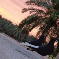 کبوتر دمسفید