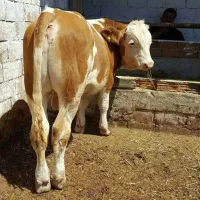 بازار دام گوساله سمینتال|حیوانات مزرعه|صفی آباد, |دیوار