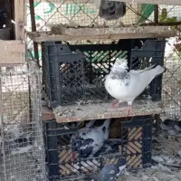 کفتر