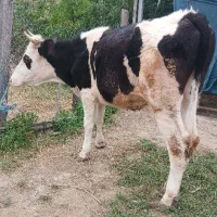 گاو قربانی دودندان نزایده