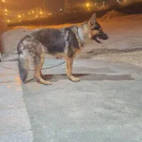 سگ ژرمن|سگ|بوشهر, |دیوار