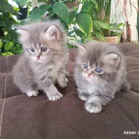 1 عدد گربه خانگی