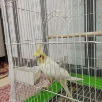 دو عدد عروس هلندی دستی|پرنده|دره شهر, |دیوار