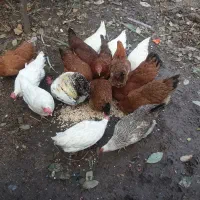 تعداد5عددمرغ ویک خروس|حیوانات مزرعه|گالیکش, |دیوار