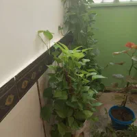 گل گیا|گل و گیاه طبیعی|دهدشت, |دیوار