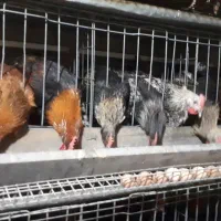 فروش خروس محلی|حیوانات مزرعه|تالش, هشتپر|دیوار