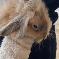 فروش خرگوش|موش و خرگوش|شاندرمن, |دیوار