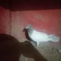 مکیمه