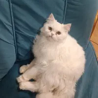 گربه نر پرشین|گربه|ارومیه, |دیوار