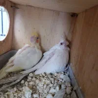 عروس آلبینو|پرنده|فسا, |دیوار