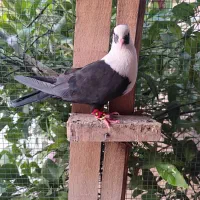 کبوتر|پرنده|شیراز, تحویلی|دیوار