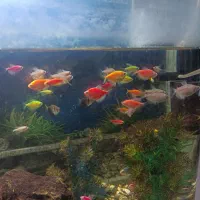 آکواریوم شیشه ای خم|ماهی|مشهد, موسوی قوچانی|دیوار