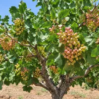 افزایش ۲میلیاردی هر هکتار پسته