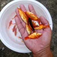 ماهی قرمز شکار اردک ماهی بدونه دلال