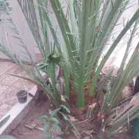 یک عدد نخل با ۶ تا پا جوش