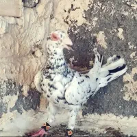 سرو قزوینی|پرنده|شیراز, باهنر|دیوار