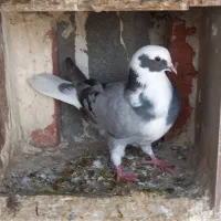 قرمز شیخی. جو عرب. قرع قویروخ .جو خاکی