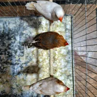 فنچ ایزابل ، اورنج