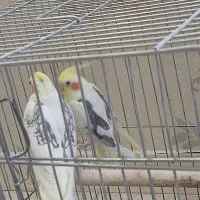 عروس هلندی لوتینو دوکت نر و ماده بالغ