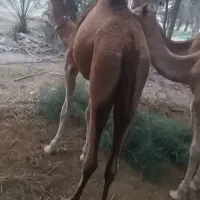 مجی ۳سال رسم|حیوانات مزرعه|بند زرک, |دیوار