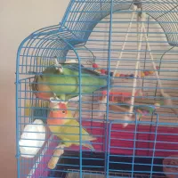 طوطی برزیلی|پرنده|ماهدشت, |دیوار